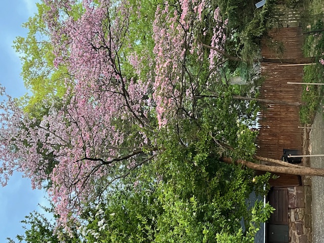 Tree Tree